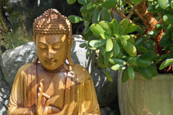 Buddha and money tree